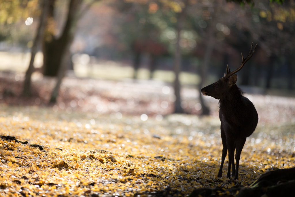 奈良公園の紅葉