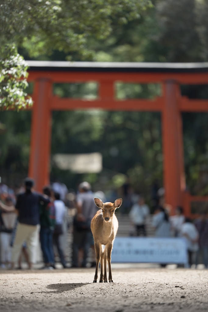 「ねぇ、いっしょにお参りしようよ」