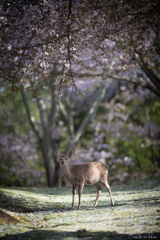 プぷっ　鼻っ花っ