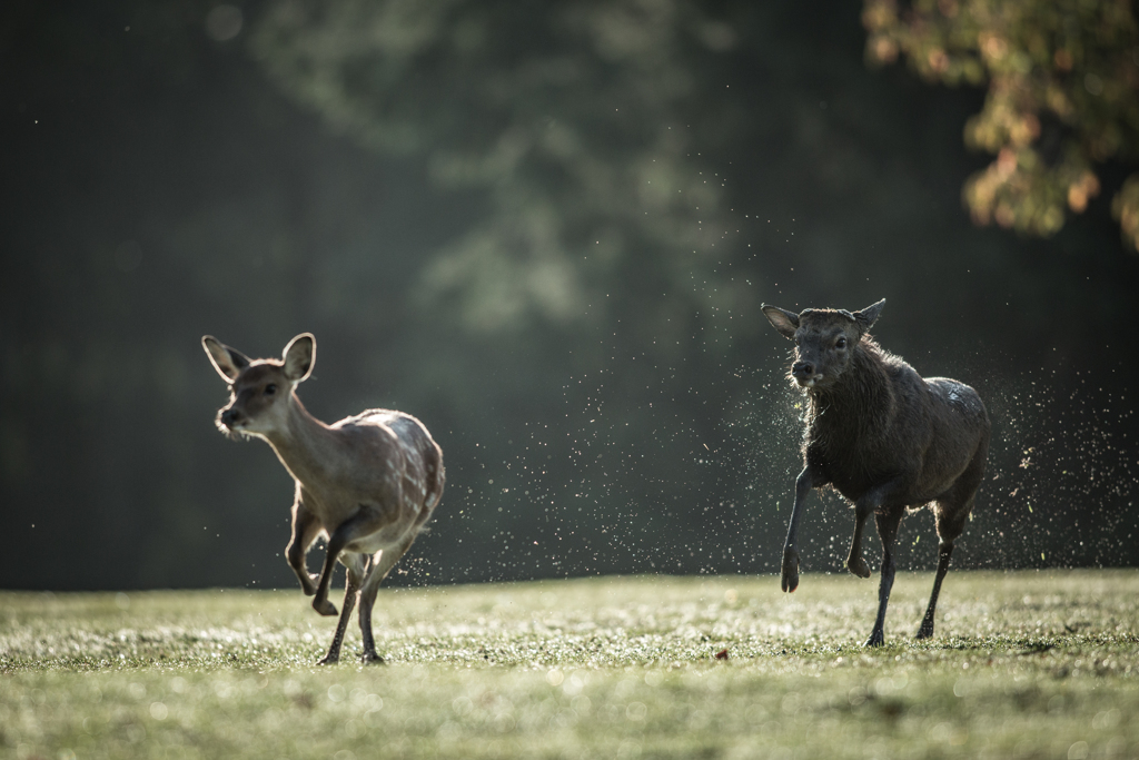 「ちょ、ちょっ、ちょっと逃げないでよ～」