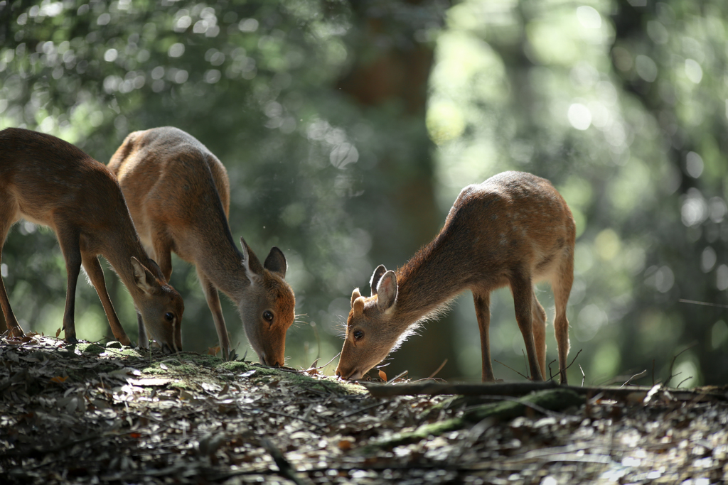 なかよく朝ご飯