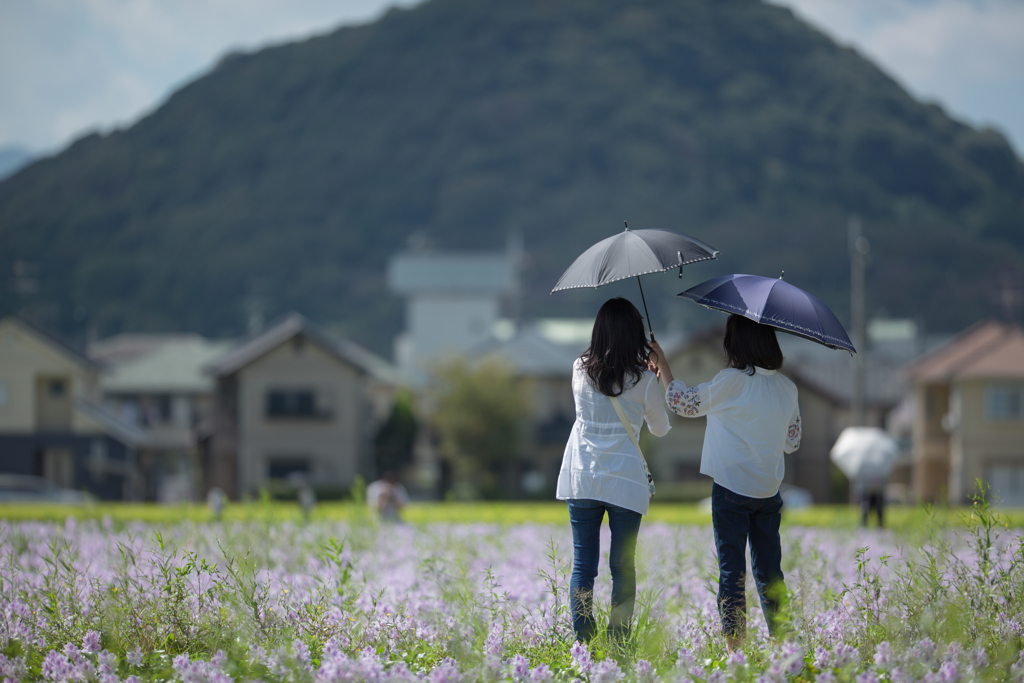 今年も見に来たよ