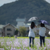 今年も見に来たよ