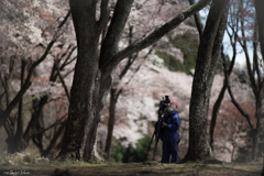 屏風岩　桜景　