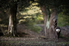 奈良公園のいたるところに・・・