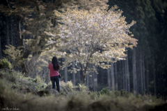 葉桜になる前に