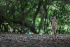 今朝の奈良公園