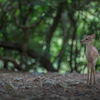 今朝の奈良公園