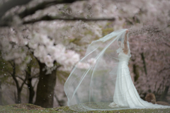 narakoto wedding Ⅱ