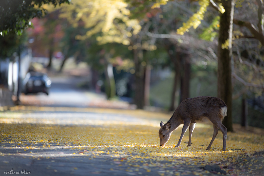 deer rood