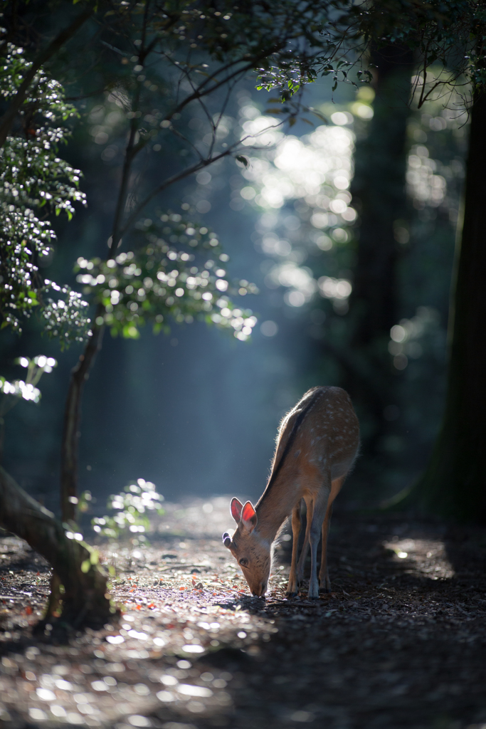 キセキの森　春日の森
