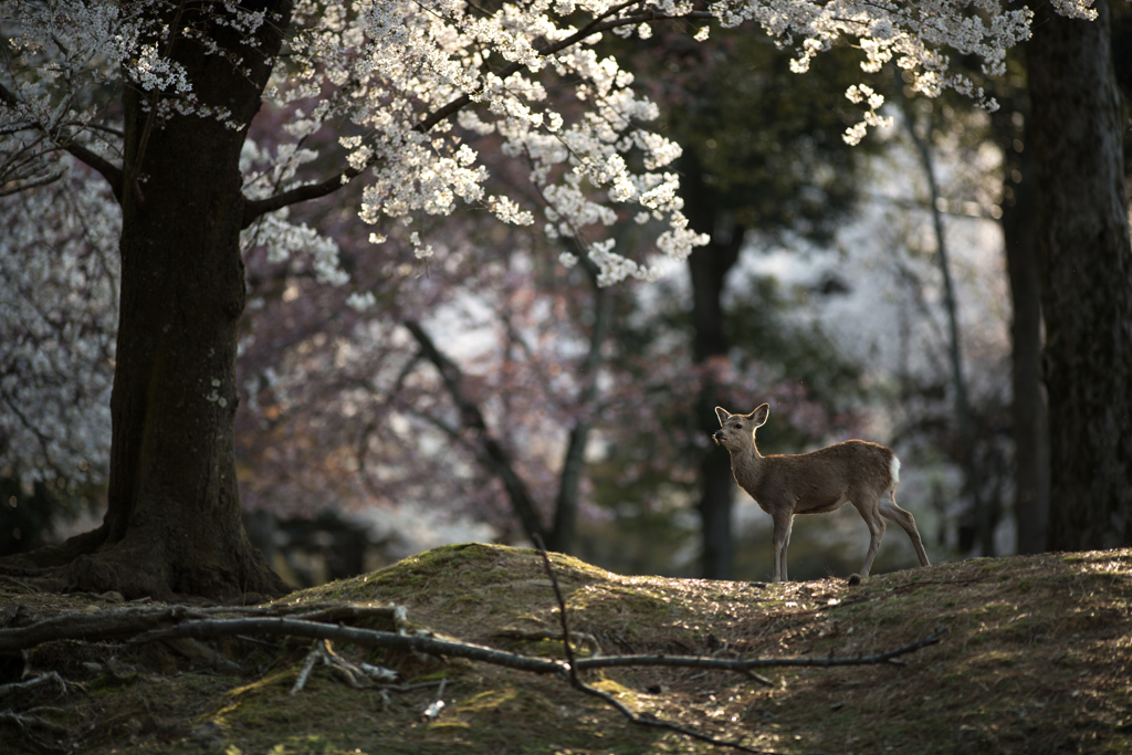 美しき、桜の森