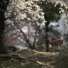 美しき、桜の森