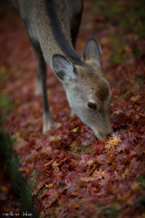 紅葉狩り