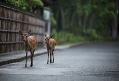 「雨もやんだ、いつものところへ」