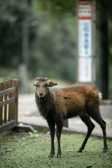 今朝のロクちゃん