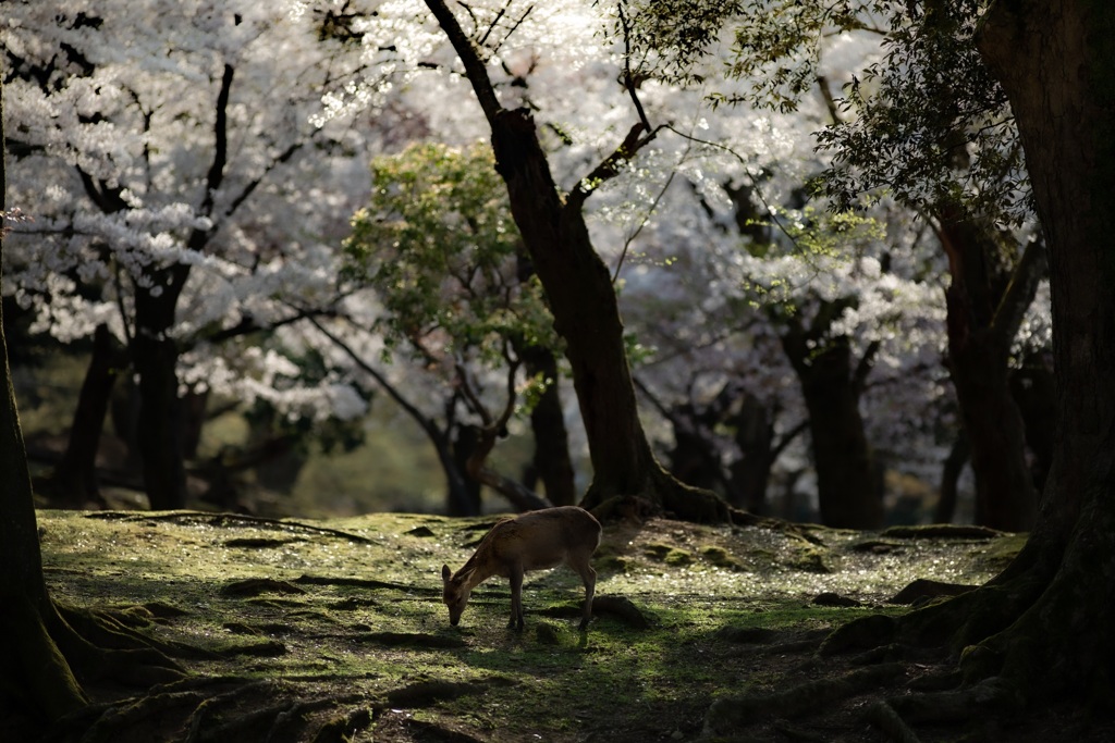 苔むす桜の森で