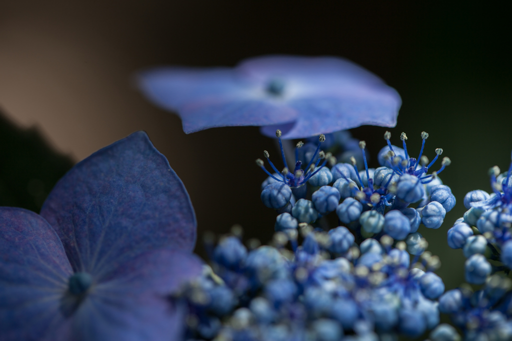 「装飾花って・・・」