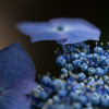 「装飾花って・・・」
