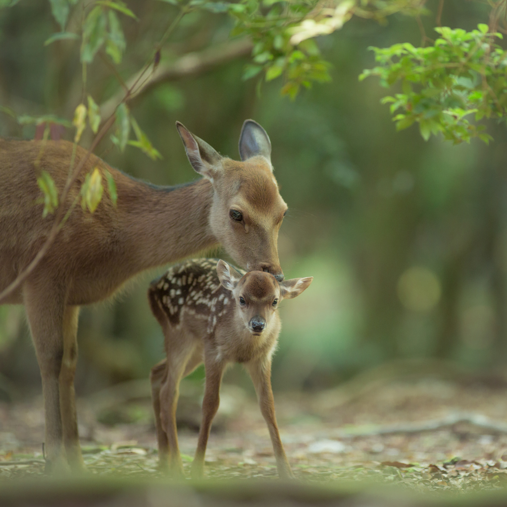 「ほらっ、ごあいさつ」