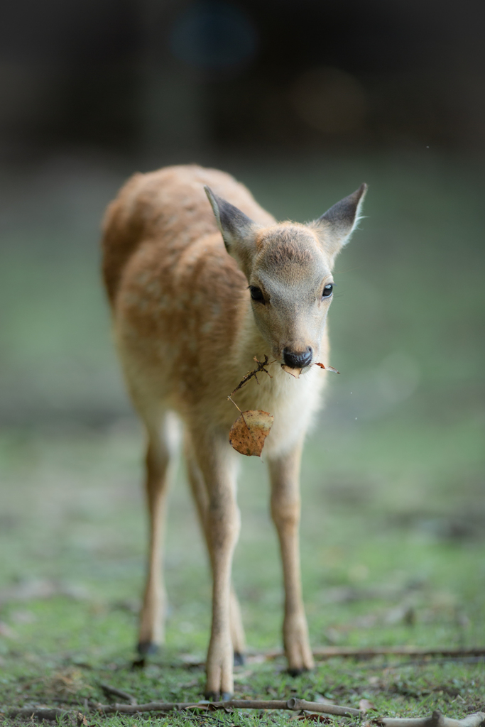 おじさん、これあげる