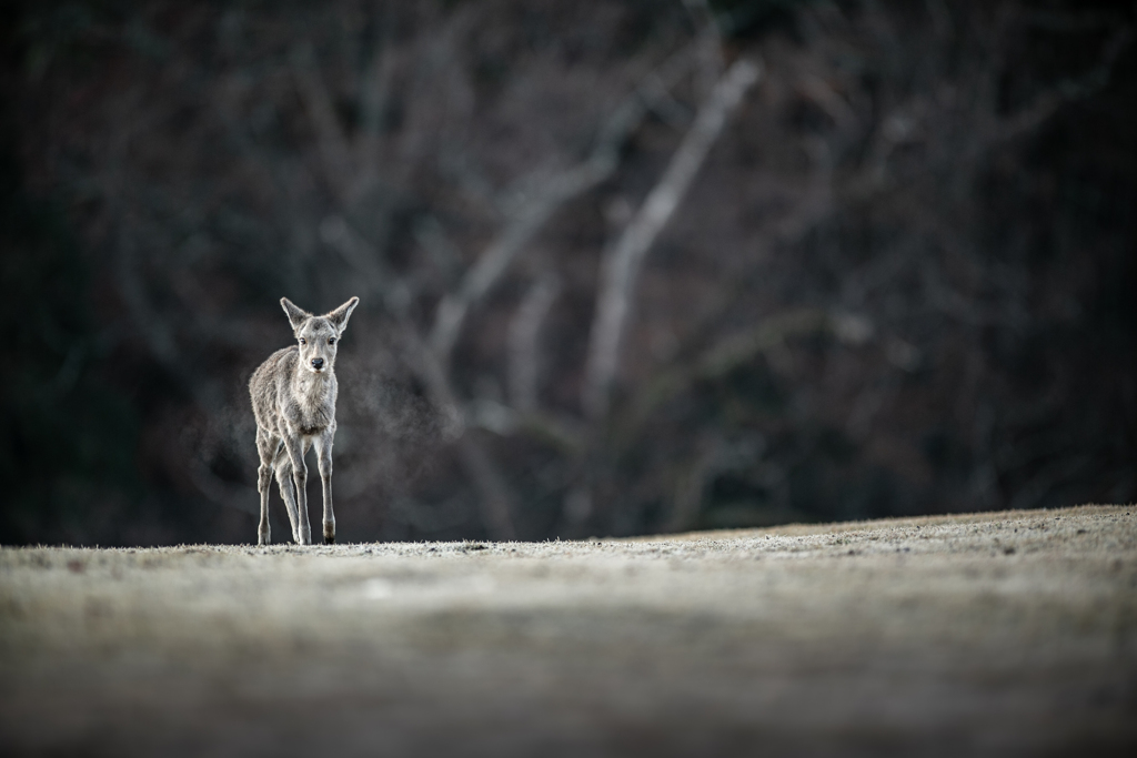 そこは飛火野