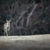 そこは飛火野