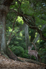 どう、気に入ったの・・・この森のこと