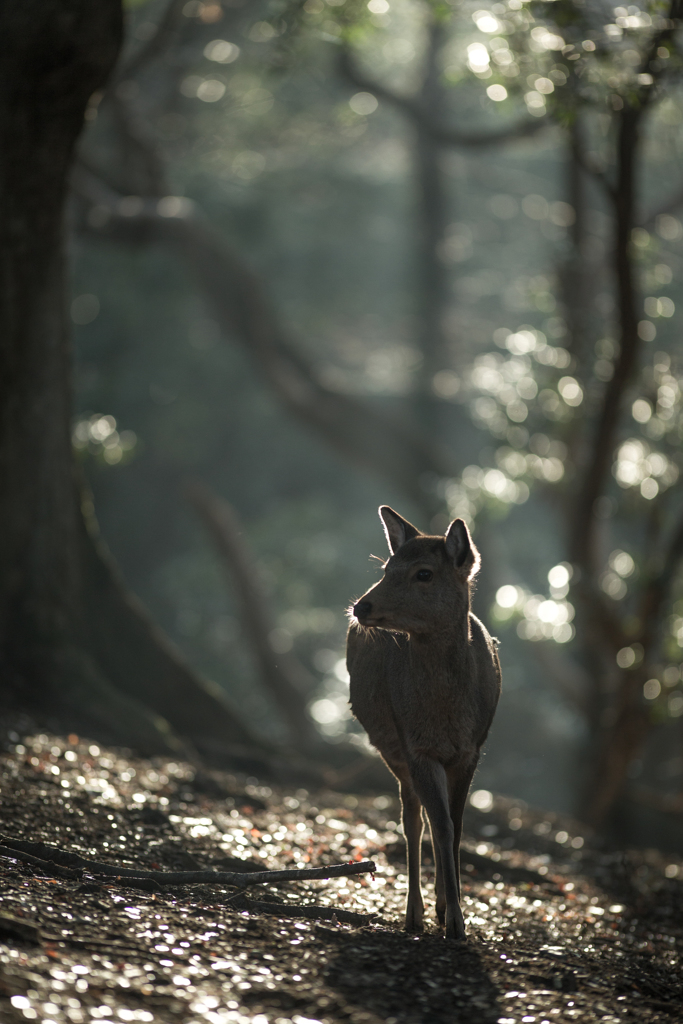 春が近づいた奥飛火野