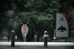 魅せる鎧