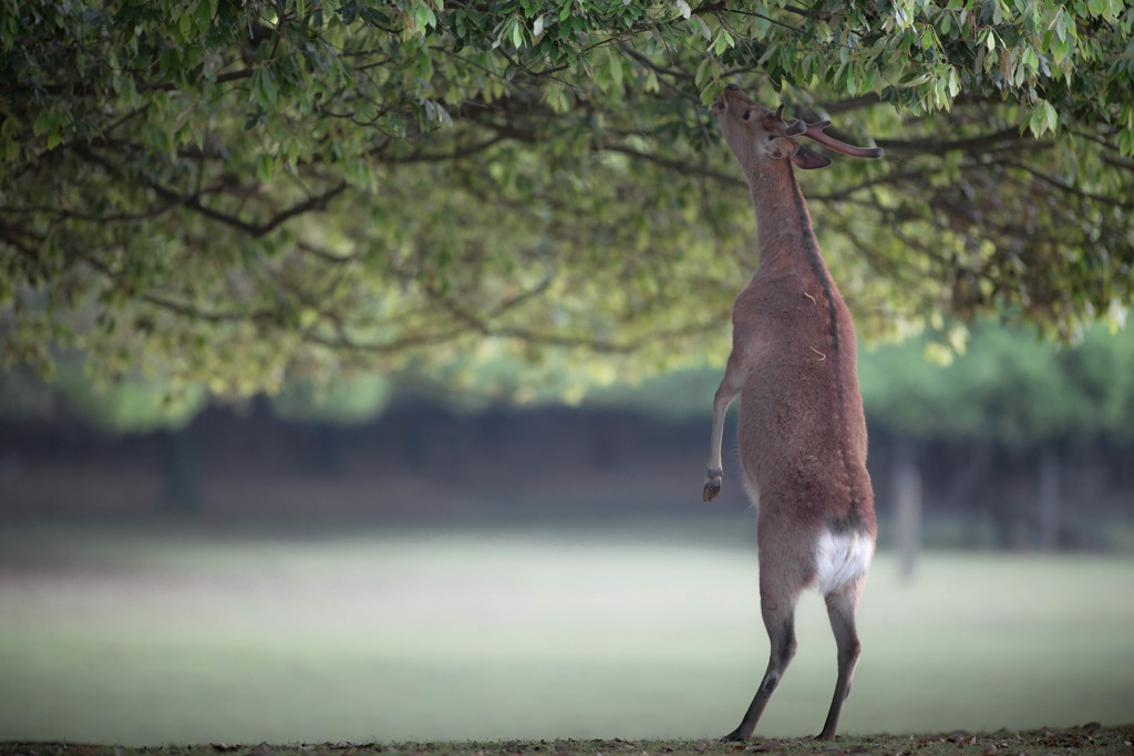 deer lineができるわけ