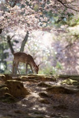 桜の森で