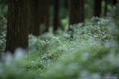 幻想的だった霧も