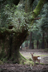 奈良公園の大きな樹