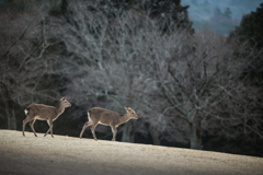 飛火野を行く