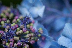 「なんてかわいい紫陽花なの」