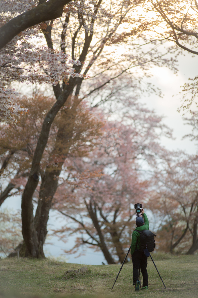 sakura photographer