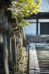 鹿のいる風景