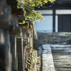 鹿のいる風景