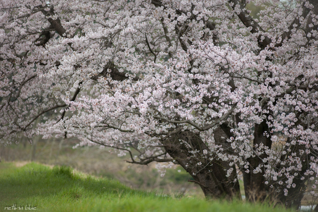 堂々桜