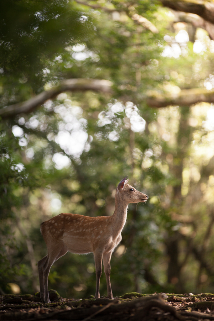 晩秋の奈良公園