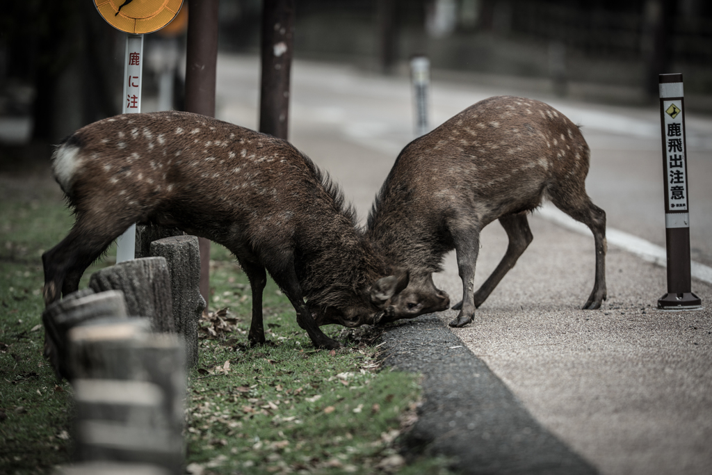 「危ないから、車道にでないのっ」