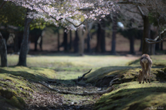 ここらは咲きだしたよ～