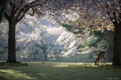 今日の桜の森