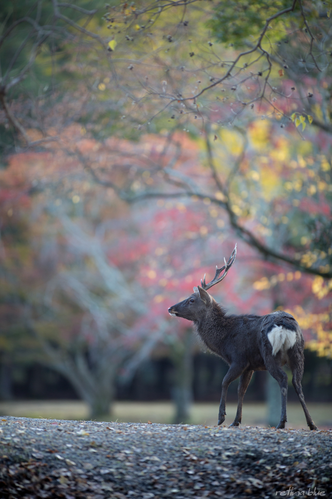 桜かなあ