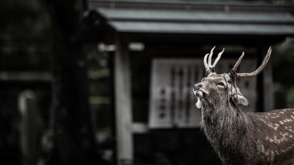 来年に又逢おう