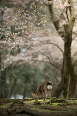 奈良公園、咲きだしてますよ～