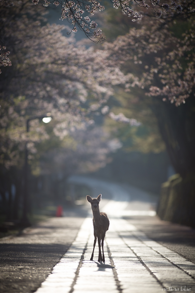 輝く道を