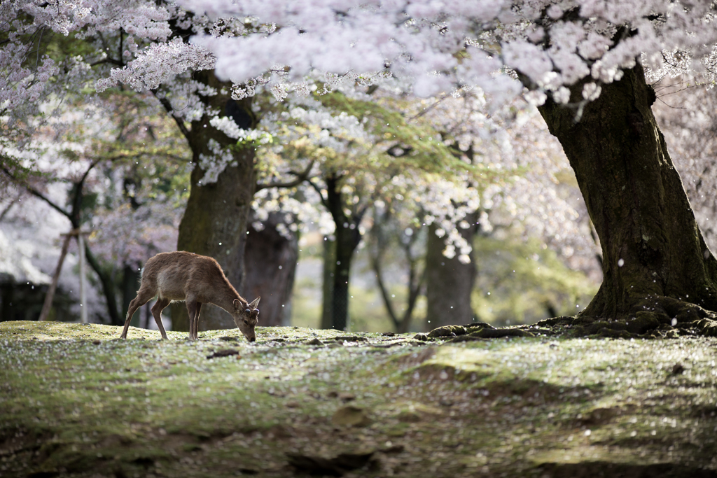 奈良公園　「桜の森」