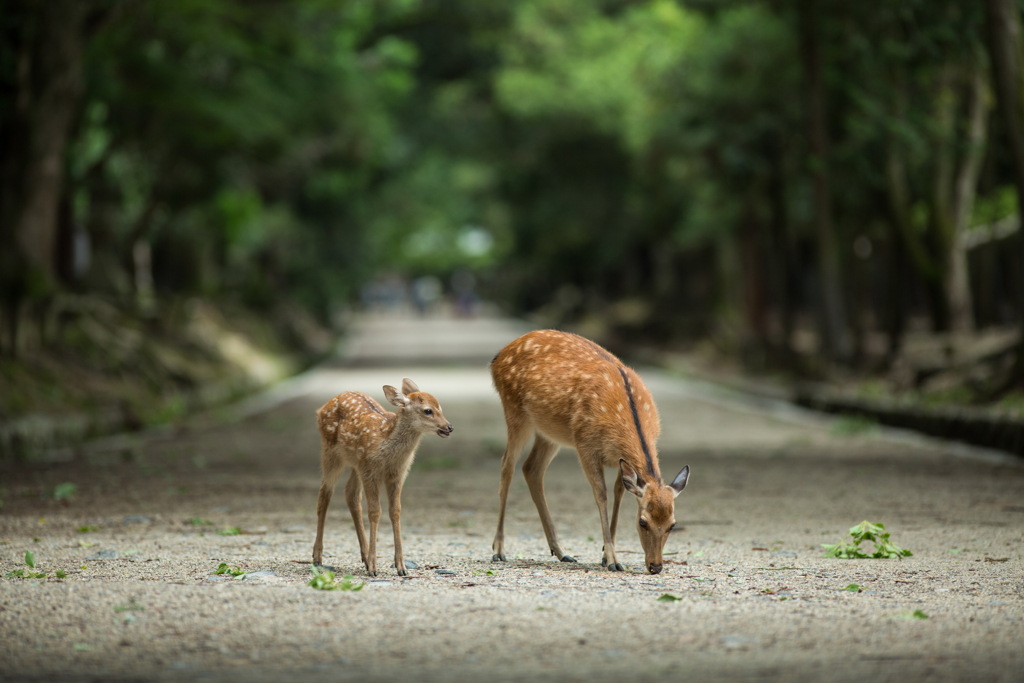 「かあちゃん・・・なんかちらかってるね」